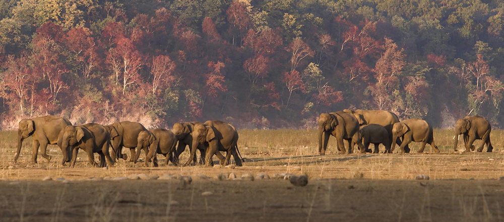 Jim Corbett